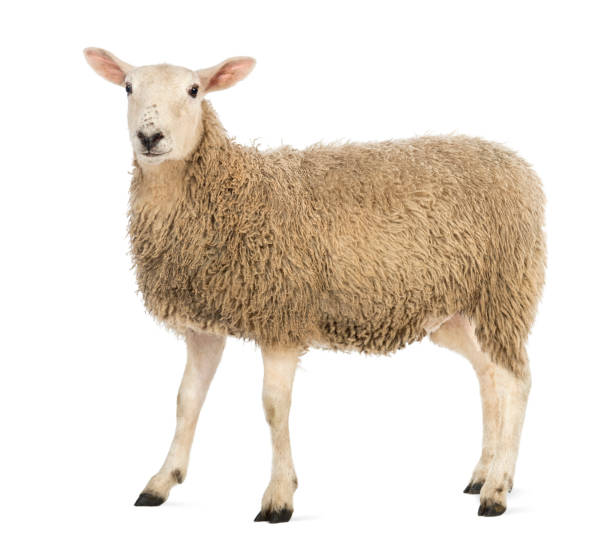 vue latérale d’un mouton en regardant la caméra sur fond blanc - mouton photos et images de collection