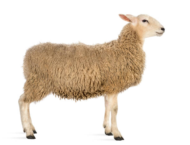 istock Side view of a Sheep against white background 1069137038