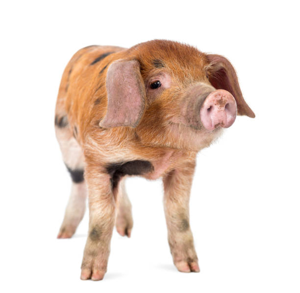 istock Oxford Sandy and Black piglet, 9 weeks old, against white background 1069137214