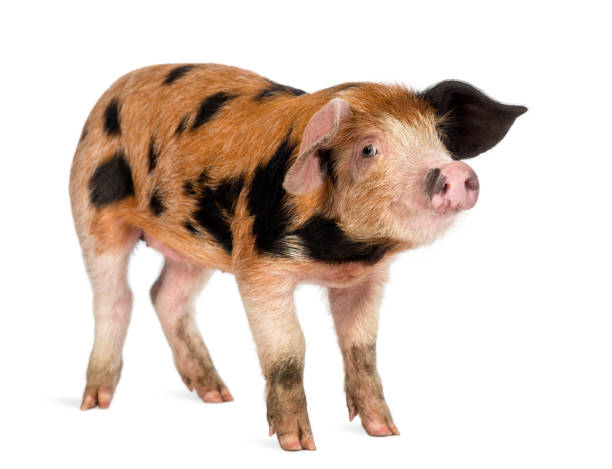 istock Oxford Sandy and Black piglet, 9 weeks old, against white background 1069137404