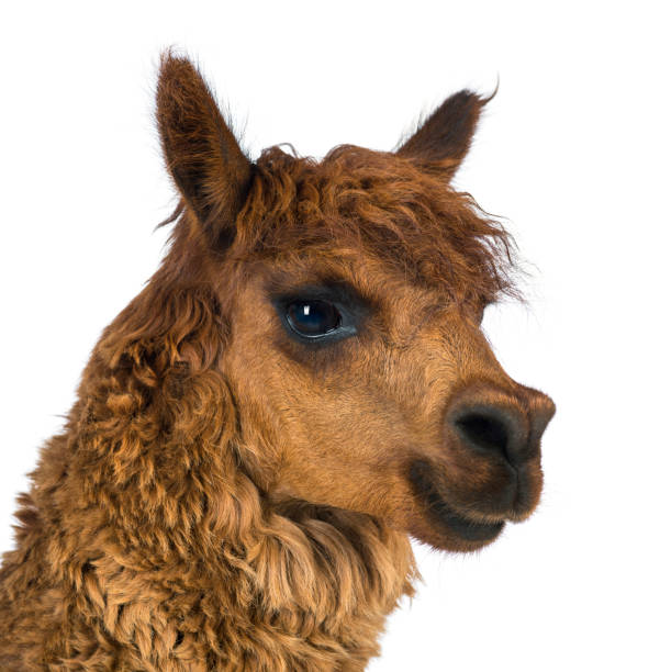 istock Close-up of Alpaca looking away against white background 1069137448