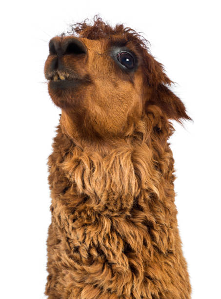 istock Close-up of Alpaca looking up against white background 1069137476