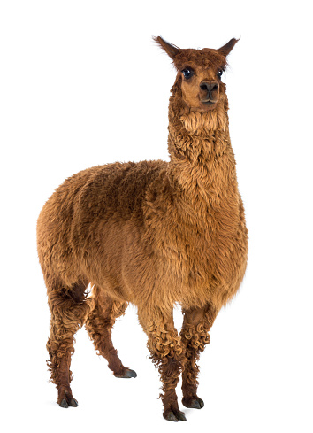 Portrait of a brown funny alpaca on the background of green trees