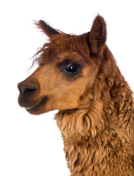 istock Close-up of Alpaca against white background 1069137554