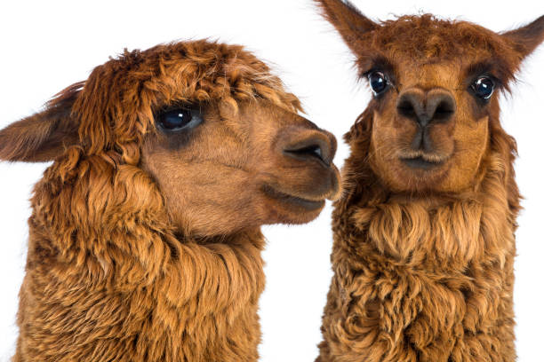 istock Close-up of Two Alpacas against white background 1069137676
