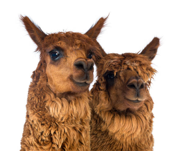 istock Close-up of Two Alpacas looking away and smiling against white background 1069137744