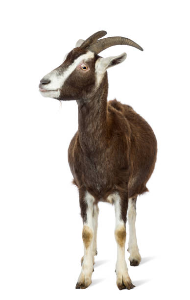 istock Toggenburg goat looking left against white background 1069137784