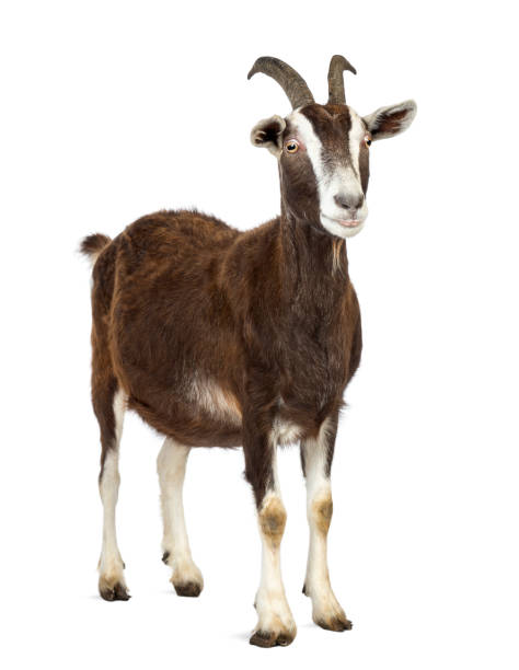 istock Toggenburg goat looking away against white background 1069137794