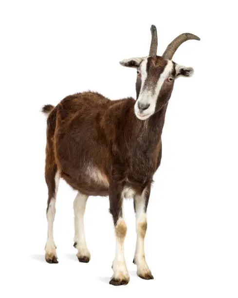 Toggenburg goat against white background