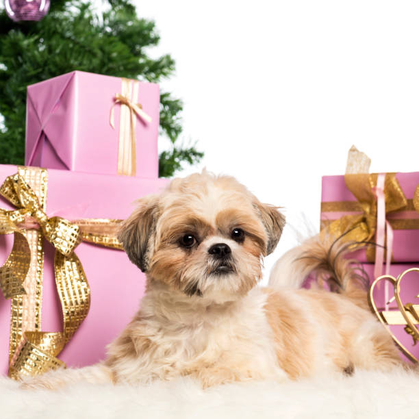 istock Shih Tzu lying in front of Christmas decorations against white background 1069138096