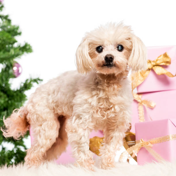 istock Maltese standing in front of Christmas decorations against white background 1069138290