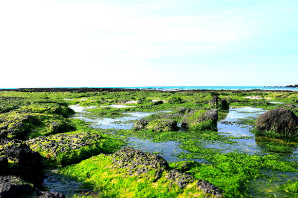 It is a beautiful scenery on jeju's Gimnyeong Coast