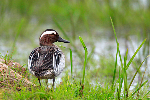 Single Garganey duck bird on grassy wetlands of the Biebra river wildlife reserve in Poland during a spring nesting period