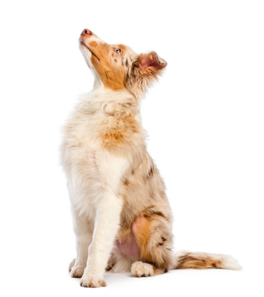 istock Australian Shepherd, 5 months old, sitting and looking up in front of white background 1069139976