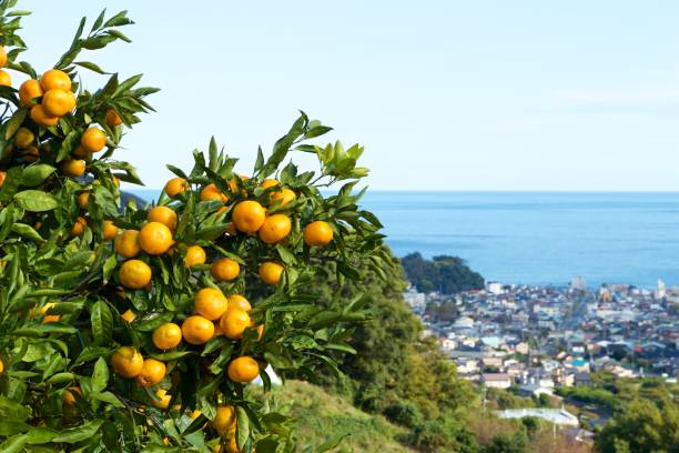 istock Mandarin orange orchard in Japan. 1069140882