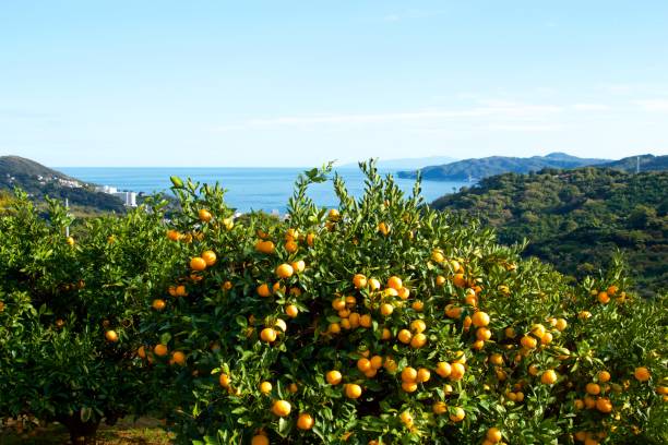 istock Mandarin orange orchard in Japan. 1069140920