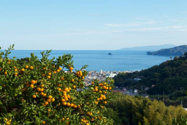 istock Mandarin orange orchard in Japan. 1069140940