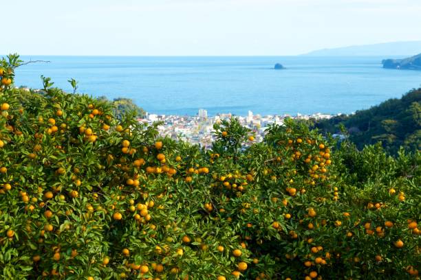 istock Mandarin orange orchard in Japan. 1069140994