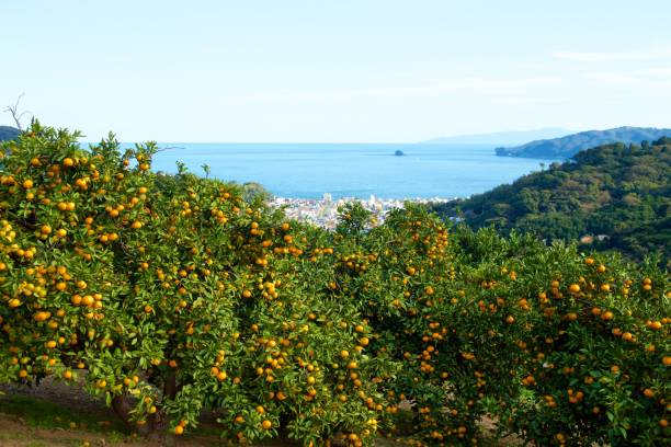 istock Mandarin orange orchard in Japan. 1069141030