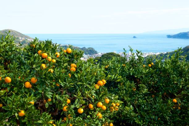 istock Mandarin orange orchard in Japan. 1069141130