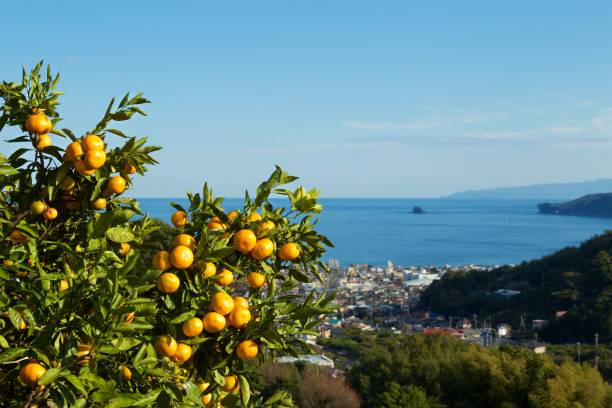 istock Mandarin orange orchard in Japan. 1069141258