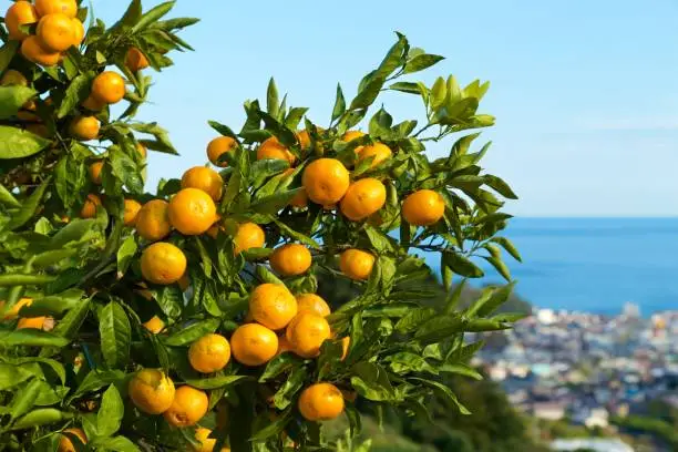 For Japanese oranges, the hillside at the beach becomes orchard.