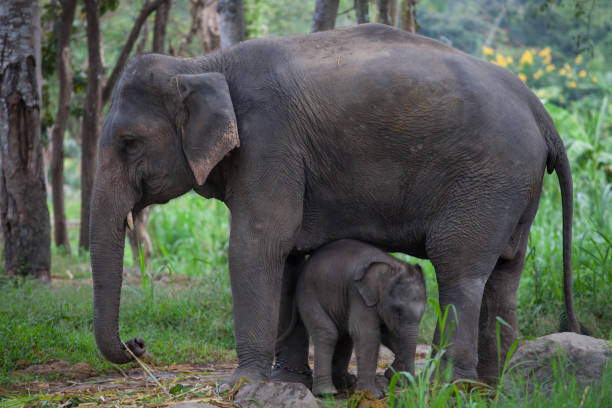 istock The big elephant and her baby 1069141610