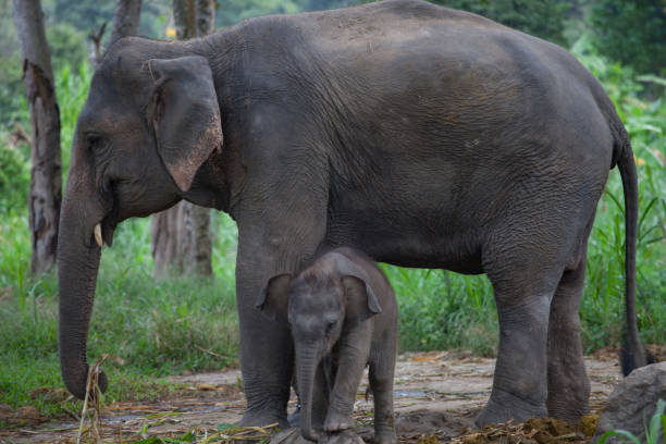 istock The big elephant and her baby 1069141632