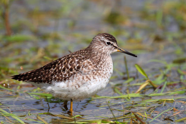 istock Single Wood sandpiper bird on grassy wetlands 1069141646