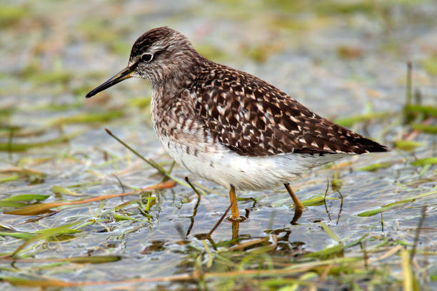 istock Single Wood sandpiper bird on grassy wetlands 1069142048
