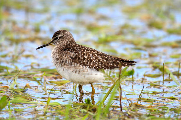 istock Single Wood sandpiper bird on grassy wetlands 1069142054