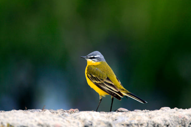 istock Single Yellow wagtail bird on grassy wetlands 1069142064