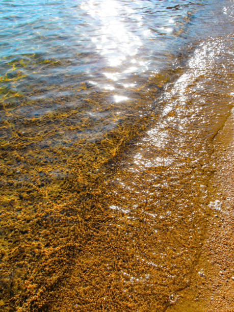 istock Transparent water and pebbles beach - close-up. 1069142344
