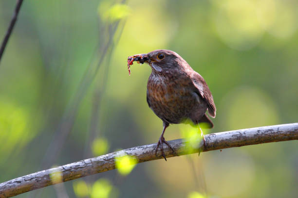 istock Single female Blackbird bird on a tree branch 1069144268