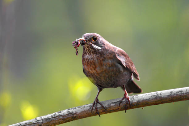 istock Single female Blackbird bird on a tree branch 1069144334