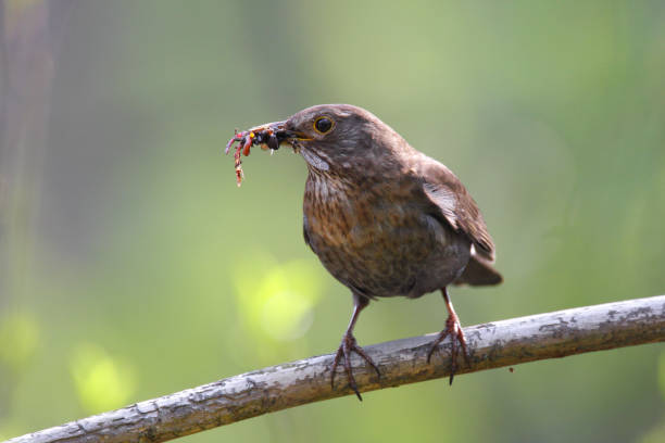 istock Single female Blackbird bird on a tree branch 1069144338