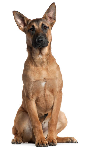 istock Belgian Shepherd Dog, Malinois, 5 months old, sitting in front of white background 1069144366