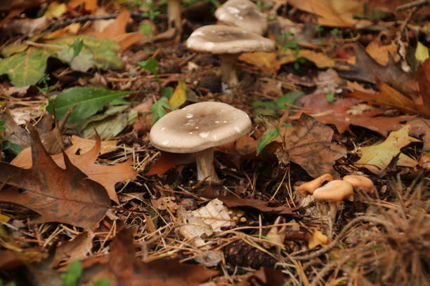 istock Clitocybe nebularis or clouded agaric in the forest during autumn season in the Netherlands 1069144376