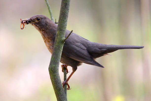 istock Single female Blackbird bird on a tree branch 1069144380