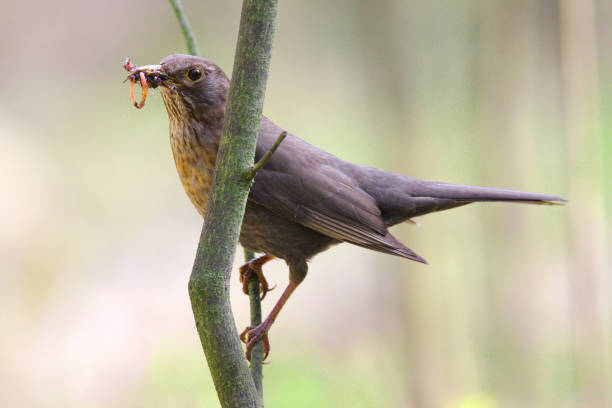 istock Single female Blackbird bird on a tree branch 1069144402