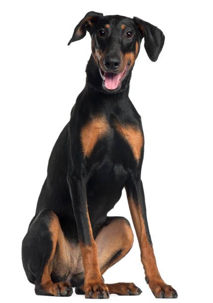 doberman pinscher, 8 meses y medio viejo, sentado frente a fondo blanco - doberman fotografías e imágenes de stock