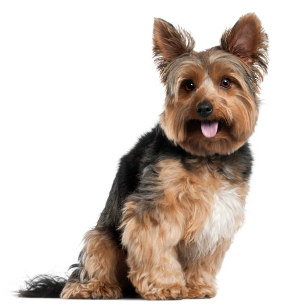 istock Yorkshire Terrier, 2 years old, sitting in front of white background 1069144418