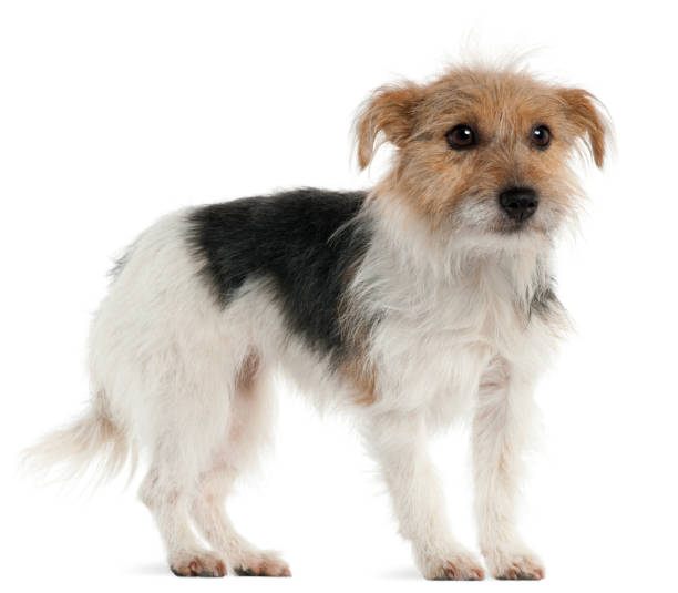 istock Jack Russell Terrier, 1 year old, standing in front of white background 1069144420