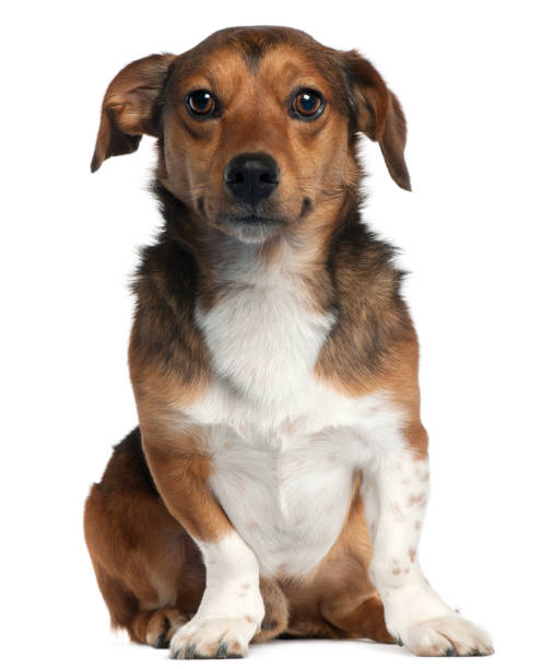 istock Jack Russell Terrier, 2 years old, sitting in front of white background 1069144456