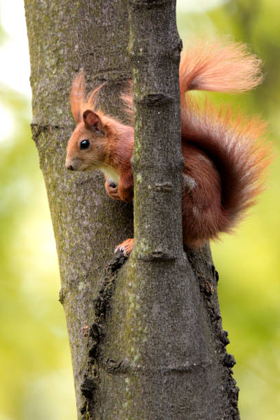 Single Red Squirrel on a tree branch Single Red Squirrel on a tree branch over the Biebrza river wetlands in Poland during a spring season hiding eurasian red squirrel (sciurus vulgaris) stock pictures, royalty-free photos & images