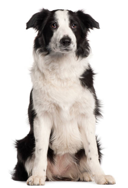 istock Border Collie, 7 months old, sitting in front of white background 1069144632