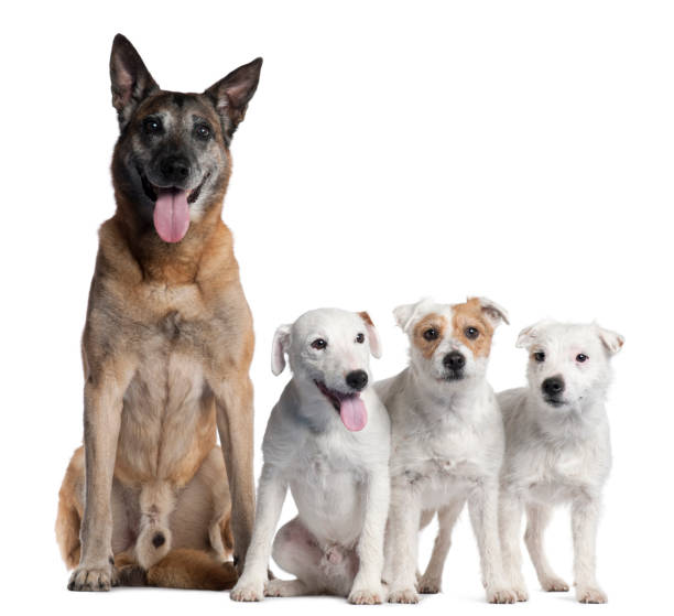 istock German Shepherd, 11 years old, and Parson Russell Terriers, 6 years old, 2 and a half years old and 11 months old, in front of white background 1069144652