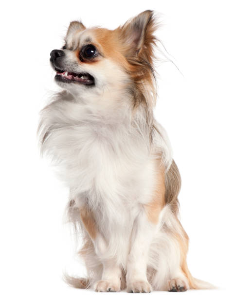 istock Chihuahua, 18 months old, sitting in front of white background 1069144674