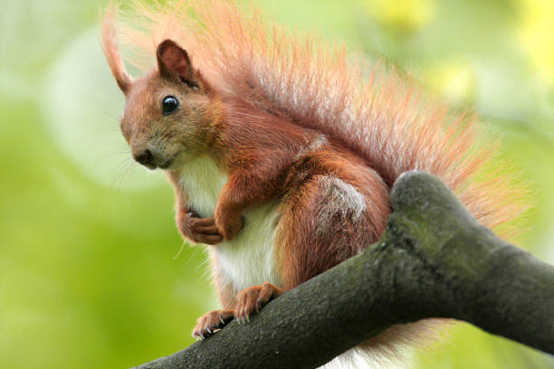 Single Red Squirrel on a tree branch Single Red Squirrel on a tree branch over the Biebrza river wetlands in Poland during a spring season hiding eurasian red squirrel (sciurus vulgaris) stock pictures, royalty-free photos & images
