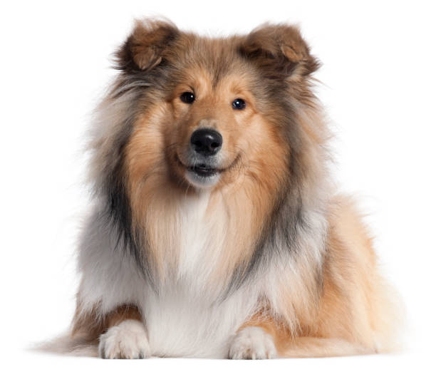 istock Scotch Collie, 9 months old, lying in front of white background 1069144710